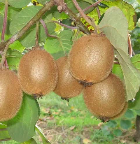 Tuscia kiwi csemete